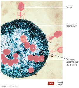 Viruses infecting a bacterium