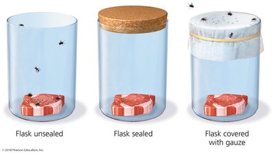 Redi’s experiment with meat and maggots