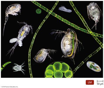 The microbial world as seen under a microscope