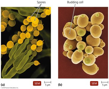 Fungal spores and budding yeast cells