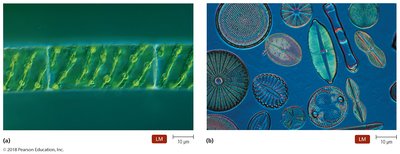 Examples of algae under the microscope