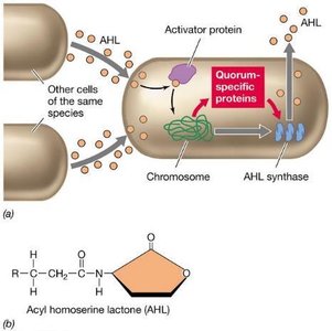Quorum sensing mechanism and AHL structure