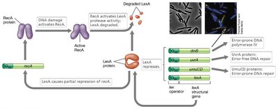 SOS response to DNA damage