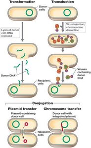 Processes by which DNA is transferred from donor to recipient bacterial cell