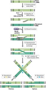 Homologous recombination mechanism