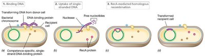 Mechanism of transformation in a Gram-positive bacterium