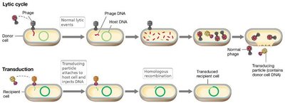 Generalized transduction mechanism