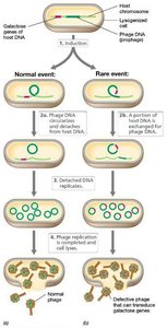 Specialized transduction mechanism