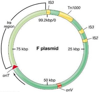 Genetic map of the F plasmid