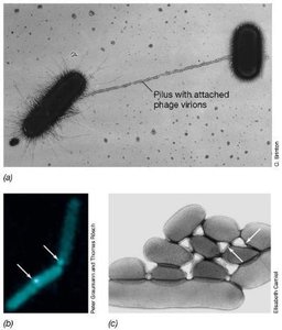 Visualization of conjugation