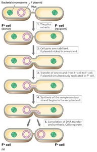Transfer of plasmid DNA by conjugation