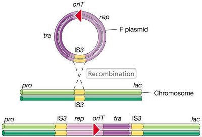 Formation of an Hfr strain