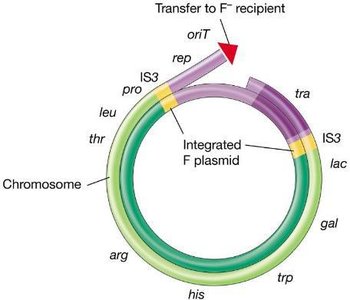 Transfer of chromosomal genes by an Hfr strain