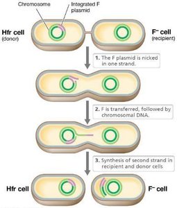 Transfer of chromosomal DNA by conjugation