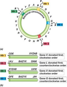 Formation of different Hfr strains and gene transfer order