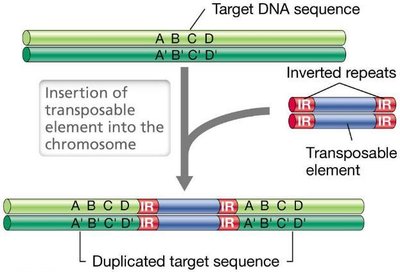 Insertion of a transposable element and target sequence duplication