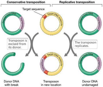 Conservative and replicative transposition mechanisms