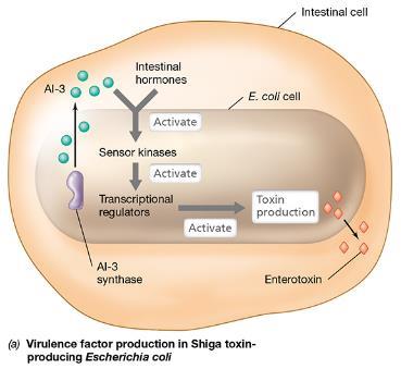 Quorum sensing regulation of virulence factors in E. coli