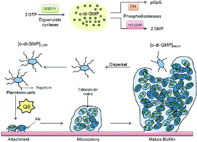 C-di-GMP regulation of biofilm maturation pathways