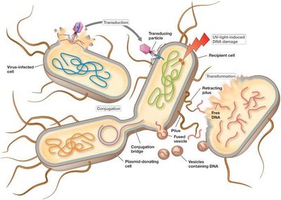 Overview of bacterial and archaeal genetics and horizontal gene transfer
