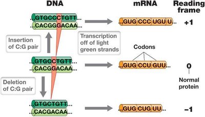 Shifts in the reading frame of mRNA caused by insertions or deletions