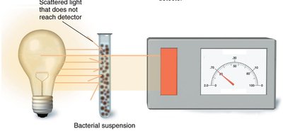 Spectrophotometer with bacterial suspension