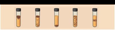 Effect of oxygen on the growth of various types of bacteria