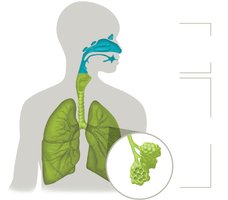 Diagram of upper and lower respiratory tract anatomy
