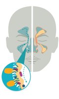 Illustration of mucosal immunity and microbiota in the upper respiratory tract