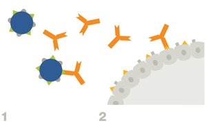 Diagram of cross-reactive antibodies in rheumatic fever