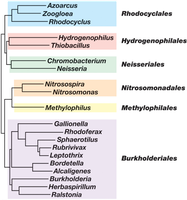 Phylogenetic tree of Beta-Proteobacteria orders and genera