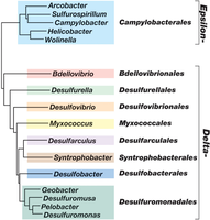 Phylogenetic tree of Delta- and Epsilon-Proteobacteria orders and genera