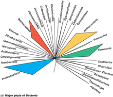 Major phyla of Bacteria phylogenetic tree