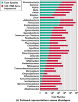 Bar graph of cultured representatives versus phylotypes in bacterial phyla