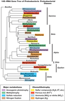 16S rRNA gene tree of Proteobacteria classes and orders