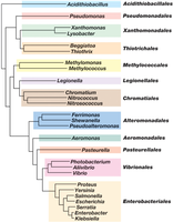 Phylogenetic tree of Gamma-Proteobacteria orders and genera
