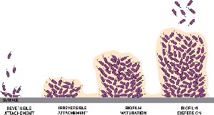Stages of biofilm development: reversible attachment, irreversible attachment, maturation, dispersion