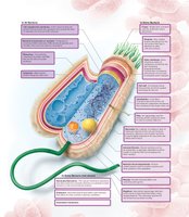 Structure of a bacterial cell with labeled components