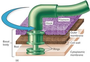 Diagram of flagellum structure in Gram-negative cell
