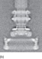 Electron micrograph of flagellum basal body
