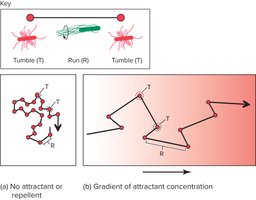 Diagram of chemotaxis in bacteria