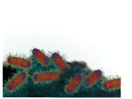 Fimbriae and pili on bacterial cells