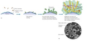 Stages of biofilm formation