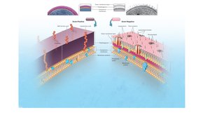 Comparison of Gram-positive and Gram-negative cell envelopes