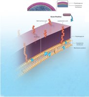 Gram-positive cell wall structure