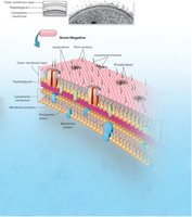 Gram-negative cell wall structure