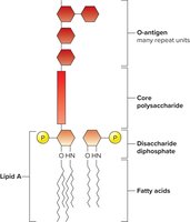 Structure of lipopolysaccharide (LPS)
