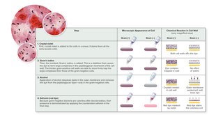 Steps in the Gram stain procedure