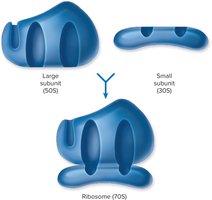 Structure of bacterial ribosome