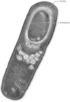 Micrograph of bacterial endospore